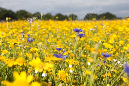 Preview: Field of yellow flowers and some blue