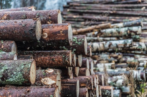 Preview: Wooden logs stacked in pile