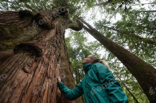 Preview: Adventurous Caucasian Girl standing by the Big Cedar Tree in the forest