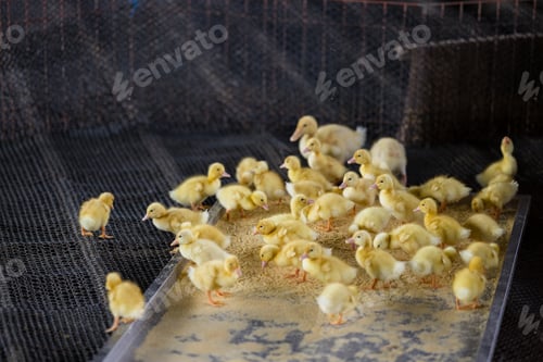 Preview: Adorable little baby yellow duck in farm