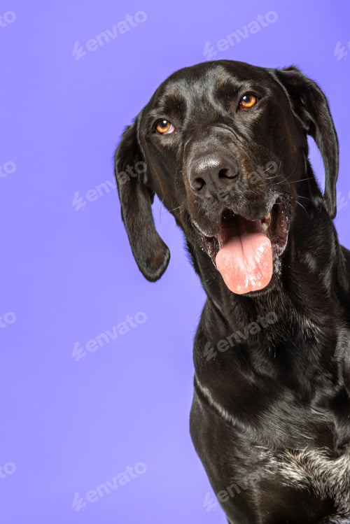 Preview: Black labrador retriever portrait on violet background