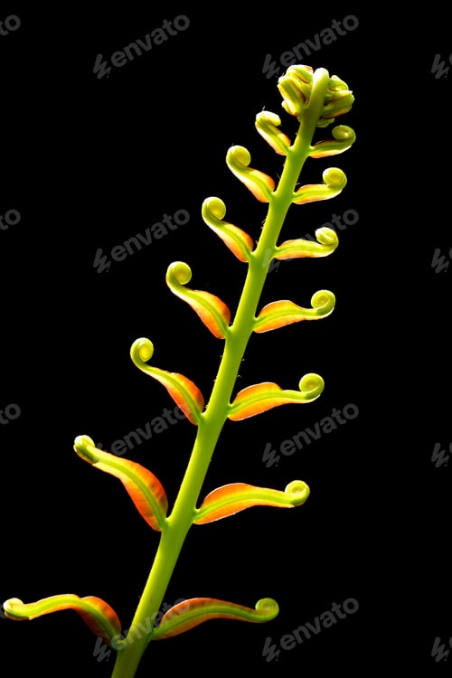 Preview: fern leaf