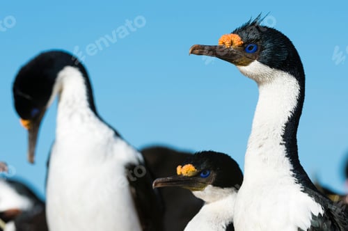 Preview: Portrait of an Imperial shag (Leucocarbo atriceps), Port Stanley, Falkland Islands, South America