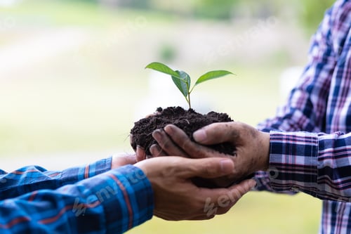 Preview: Farmers plant seedlings into fertile soil, nature care cooperation.