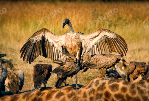 Preview: A white-backed vulture, Gyps africanus, opens up its wings and lands on another vulture, which