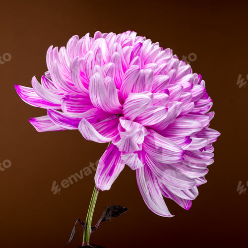 Preview: Pink Chrysanthemum on brown Background