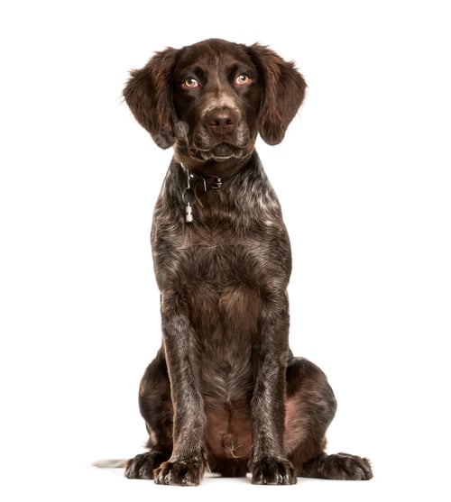 Preview: Small Munsterlander, 4 months old, sitting in front of white background