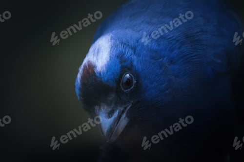 Preview: Diademed tanager bird (Stephanophorus diadematus)