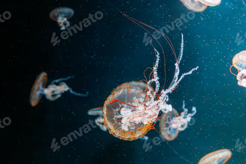 Preview: underwater photography jellyfish Chrysaora fuscescens, Pacific sea nettle, West Coast sea nettle