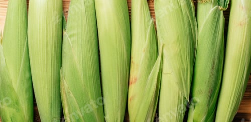Preview: Eight sweet verdant raw milk corn cobs ears maize, ecological natural fresh ingredient product.