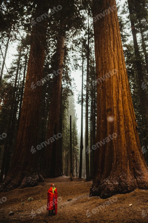 Preview: Male wild camper wrapped in red sleeping bag looking up at giant sequoia trees, Sequoia National