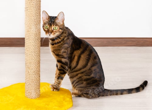 Preview: Domestic cat sits near claw sharpener