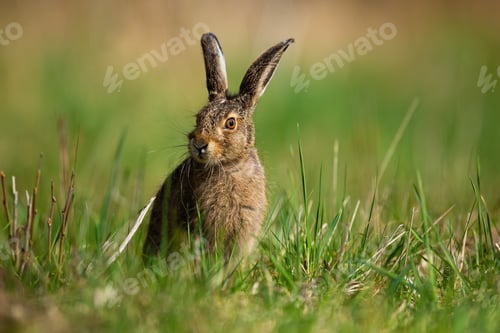 Preview: Little brown hare sitting on grassland in spring nature