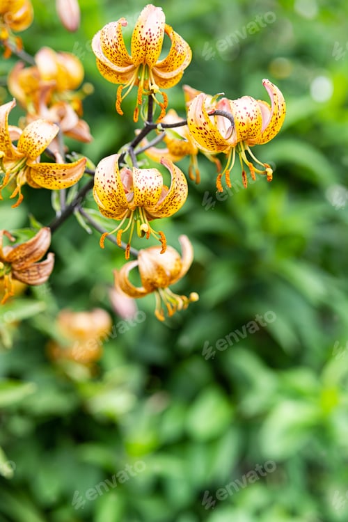Preview: Summer Flowers Lily, Nature Background.