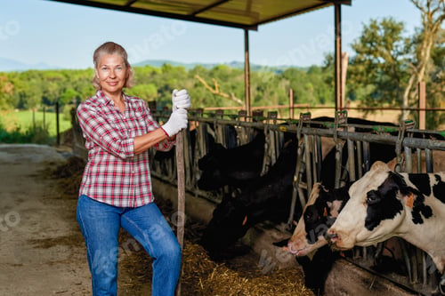 Preview: Farmer Woman Is Working On Farm With Dairy Cows.