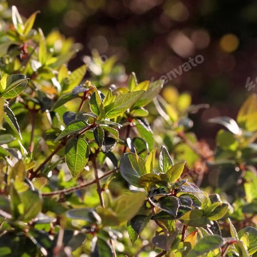 Preview: Sun Shining Through Spring Growth On Bushes - Photograph Of The Sun Shining Through Fresh Leaves