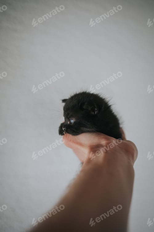 Preview: Vertical shot of a hand holding an adorable black kitten