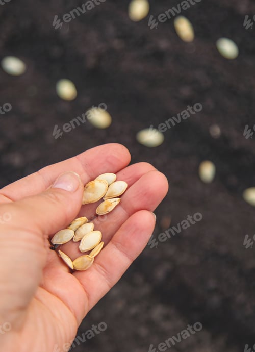 Preview: Sow seeds in the garden for rose gardens. selective focus.