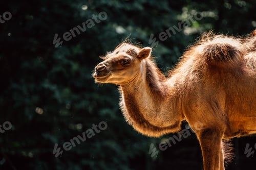 Preview: light illuminates a camel's gentle expression, showcasing its calm demeanor in a natural habitat