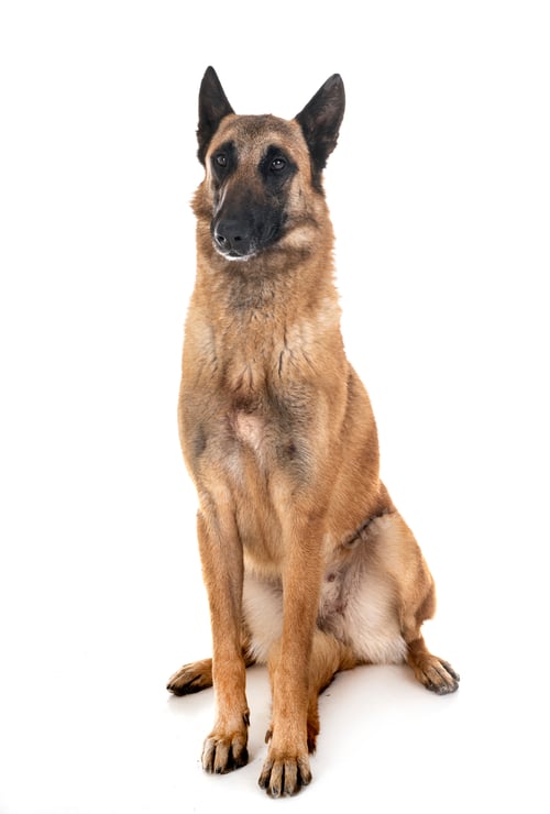 Preview: belgian shepherd malinois