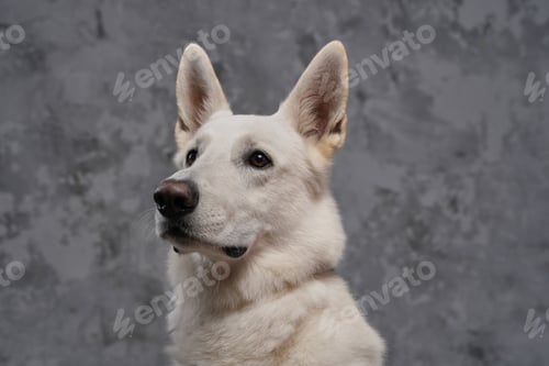 Preview: Portrait of purebred swiss shepherd dog with white fur