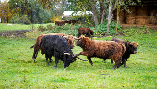 Preview: Cattle fighting at a grass field