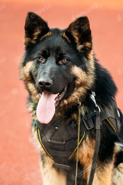 Preview: Young Alsatian Wolf Dog. Black German Shepherd Dog Close Up