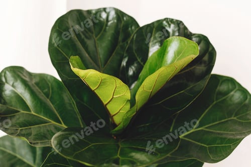 Preview: Ficus Lyrata. Beautiful fiddle leaf tree leaves on white background