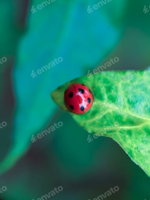 Preview: lady bug, nature background photo.