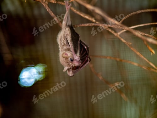 Preview: Closeup shot of a bat hanging on a tree branch with a blurred background