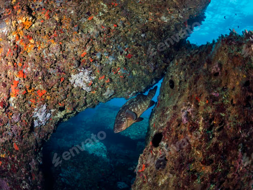 Preview: big fish swimming near rocks with colorful coral