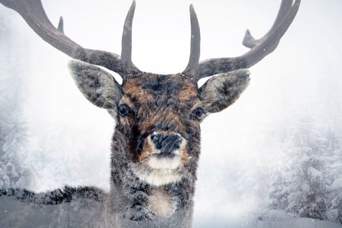 Preview: Deer and it's habitat
