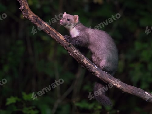 Preview: Wild Beech marten on branch