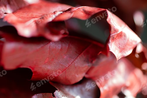 Preview: Macro photography of oak textured leaf,color of trendy red color.