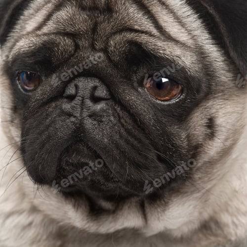Preview: pug (4 years)