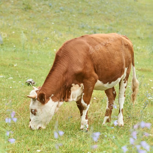Preview: Brown and white cow grazing in lush green meadow surrounded by wildflowers