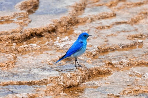 Preview: Small Colorful Bird at Hot Spring Landscape with unique ground formation.