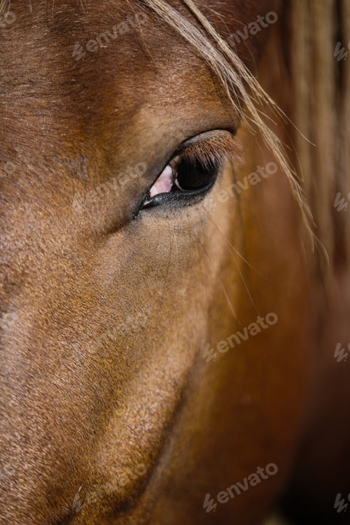 Preview: A detailed close-up of a chestnut horse's eye.