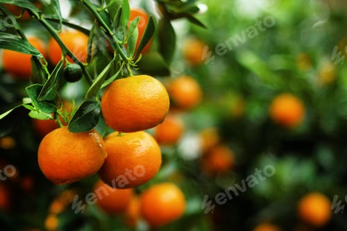 Preview: View on a branch with bright orange tangerines on a tree. Hue, Vietnam.