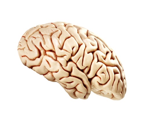 Preview: brain isolated on white