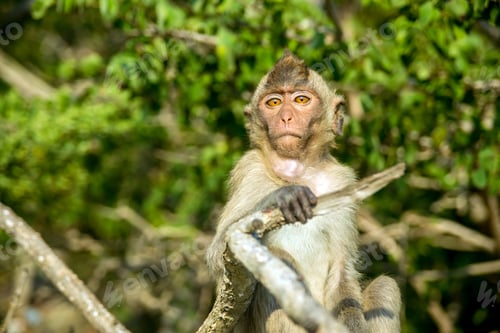 Preview: Monkey in the wild