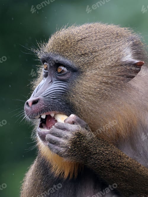 Preview: Close up shot of mandrill (Mandrillus sphinx) portrait