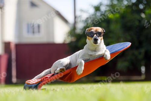 Preview: Jack russel terrier dog lies on a deck-chair