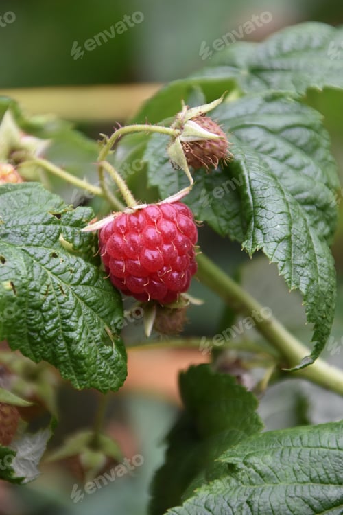 Preview: ripe and ready to eat raspberry on raspberry plant