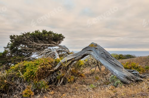 Preview: Gnarled Juniper Tree Shaped By The Wind , digital photo image