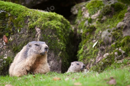 Preview: Marmot (Marmota marmota)