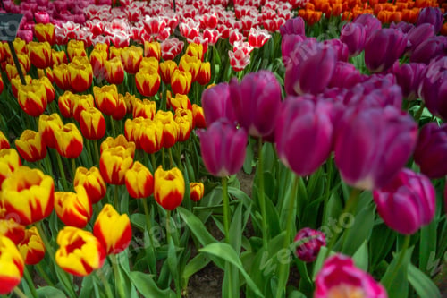 Preview: Beautiful view of colorful tulips grown in rows in the garden