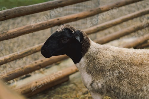 Preview: Beautiful female Dorper sheep on the farm. Animals on farming