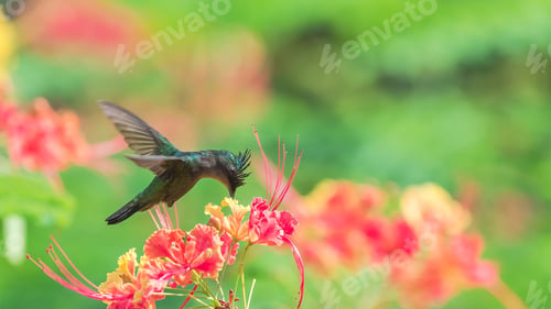Preview: Closeup of Antillean crested hummingbird on beautiful blooming flowers in a garden