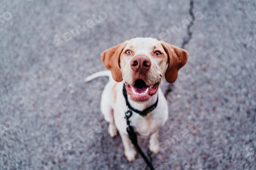 Preview: portrait of beautiful mixed race dog sitting outdoors at the park looking at the camera